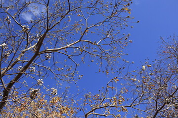 branches against sky