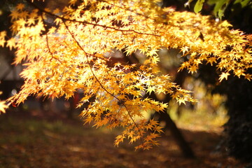 autumn leaves on the ground