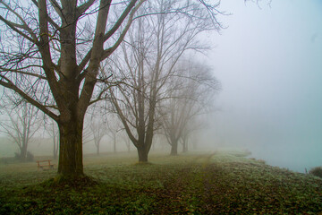 Plakat tree in fog