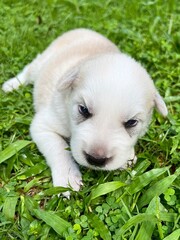 white husky puppy on green grass