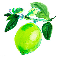 Green lime, citrus fruits on a white background with leaves. Watercolor. - 497733122