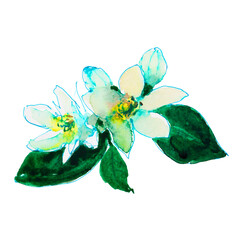 Watercolor citrus flowers on a white background. Watercolor. - 497733123