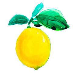 Lemon yellow on branches with leaves. Watercolor. - 497733139