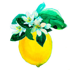 Lemon yellow on branches with leaves and flowers. Watercolor. - 497733140