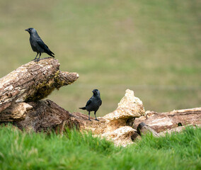 pair of eurasian european jackdaws in the countryside