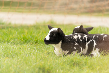 Naklejka na ściany i meble Cute little lambs and sheep in black and white on fresh spring green meadow in the sun