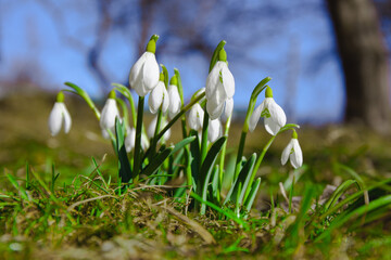 Spring snowdrops in the garden, early flowers.
