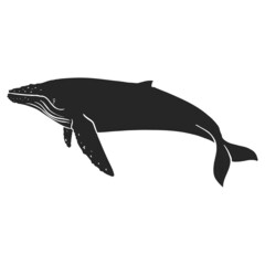 Hand drawn icon humpback whale