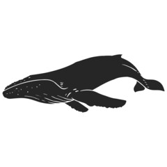 Hand drawn icon humpback whale - obrazy, fototapety, plakaty