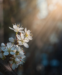 Blossoms on branch of cherry tree. Sign of spring