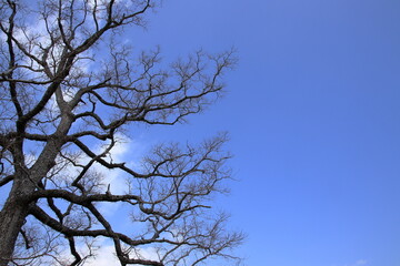 奈良