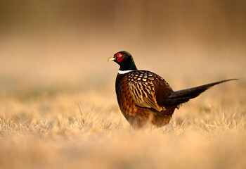 Ringneck Pheasant (Phasianus colchicus) male close up