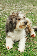 a big brown Beaver-a Yorkshire terrier sits and looks around. High-quality photo. green grass.