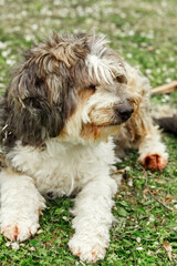 Fototapeta premium a big brown Beaver-a Yorkshire terrier sits and looks around. High-quality photo. green grass.