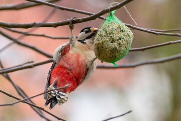 The great spotted woodpecker can sometimes be  seen on fat balls