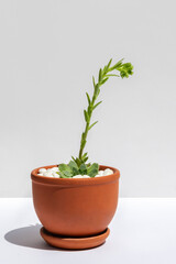 Fototapeta premium Succulent plant Sempervivum or Houseleek flowering at home. Blooming succulent in ceramic pot on white