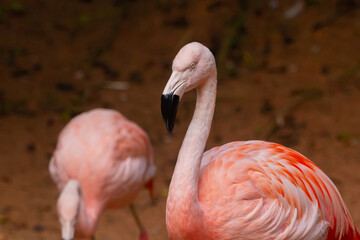 Chilean Flamingo