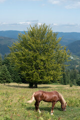 Amazing mountain view with a horse grazing the grass