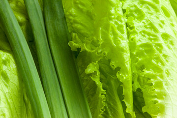 Raw green leaf vegetables, close-up. Background from fresh salad leaves and green onion for poster, calendar, post, screensaver, wallpaper, card, banner, cover, website, place for your design or text