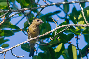 Palm Tanager