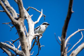 Great Grey Shrike perching on a dead tree