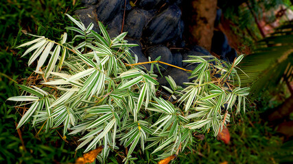 Bamboo plant in the park