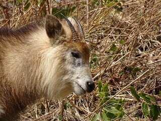 二ホンカモシカ