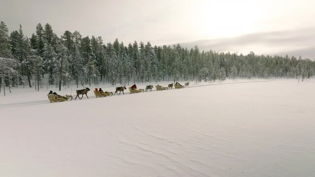 Reindeer Excursion In Muonio, Finland. - Aerial