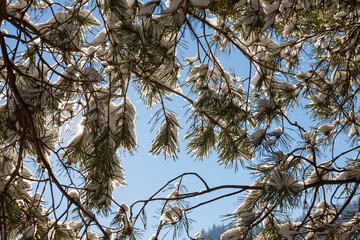 Pine branches in frost. close-up. the sun peeps through the branches on a frosty winter morning. Long pine needles are densely covered with white fluffy hoarfrost