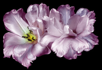 Fototapeta na wymiar Pink tulips flowers isolated on black background.. Closeup. Nature.