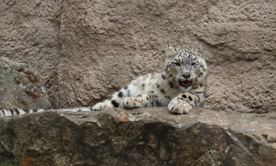 Sleepy snow leopard (Panthera uncia)