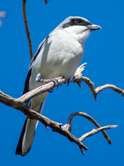 Great Grey Shrike perching on a dead tree