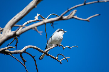 Great Grey Shrike perching on a dead tree