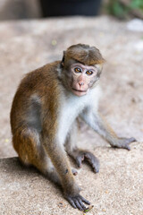 Sri Lanka. Ella. The Ceylon macaque isa primate of the marmoset family.