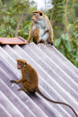 Sri Lanka. Ella. The Ceylon macaque isa primate of the marmoset family.