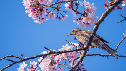 桜とヒヨドリ
