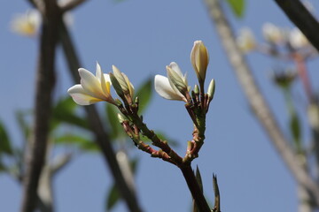 spring blossom