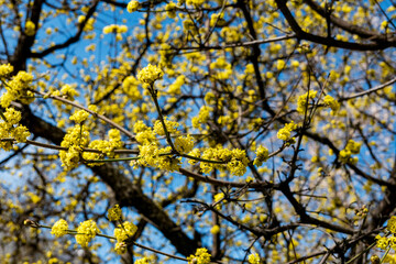 yellow flowers and blue sky in spring sunny warm day