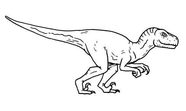 Atrociraptor dinosaur vector stock illustration.