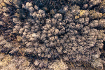 Drzewa z perspektywy drona