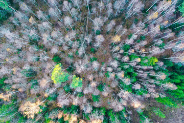 Las z perspektywy drona - obrazy, fototapety, plakaty