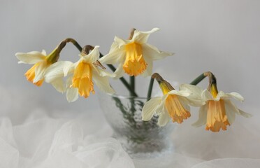 Naklejka na ściany i meble spring daffodils in a vase