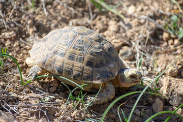 close-up shot of Green Tortoise (Testudo Graeca)