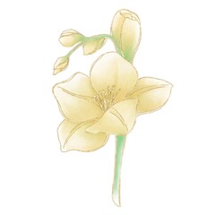 Illustration of a twig with yellow gladiolus flowers on a white background with a golden outline