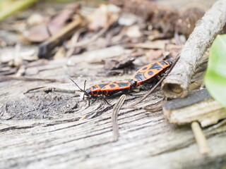 Gemeine Feuerwanze / Pyrrhocoris apterus