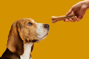 the beagle is waiting for a bone from the hands on a yellow background, the concept pet love