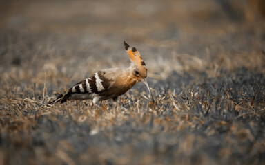Common hoopoe or African hoopoe, Eurasian hoopoe, Madagascar hoopoe, Saint Helena hoopoe bird  finding his food in a green grass land  © Partha