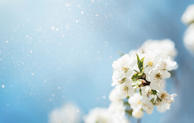 Spring background with white blossoms and sunbeamson blue sky background. Branches of blossoming cherry and bee macro with soft focus on blue background. Easter and spring greeting cards. Springtime