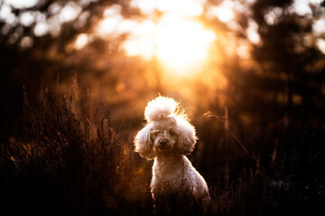 Pudel im Gegenlicht in der Abendsonne