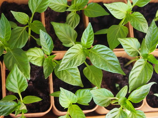 seedlings of pepper in pots on the windowsill